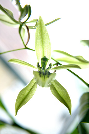 orchid 009