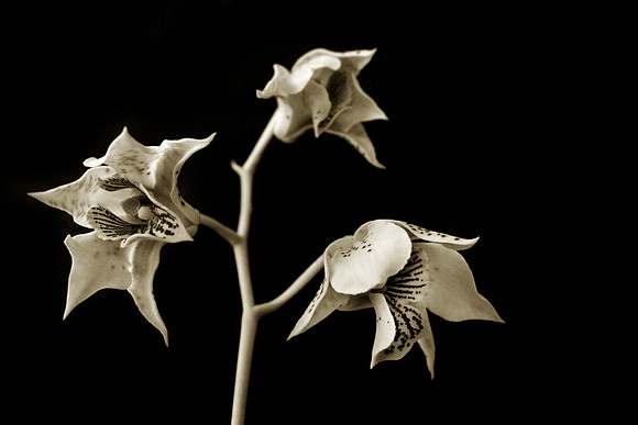 orchid 043