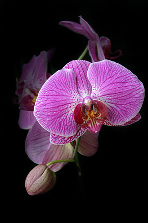 orchid 011