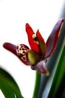 orchid 008