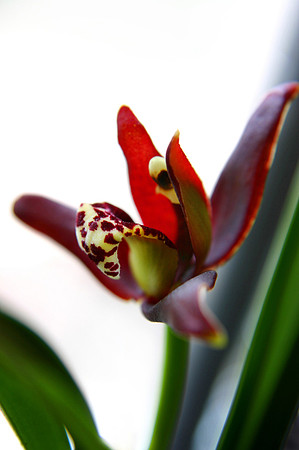 orchid 008