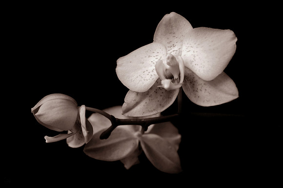 orchid 046