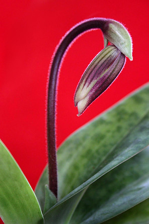 orchid 019