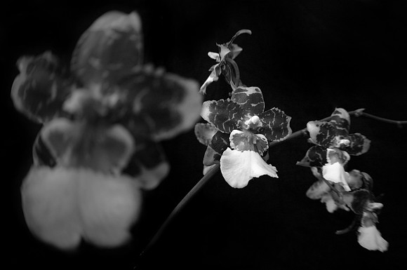 orchid 048