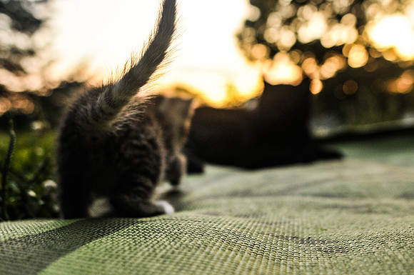 DSC_0704