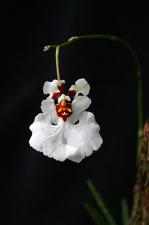 orchid 038