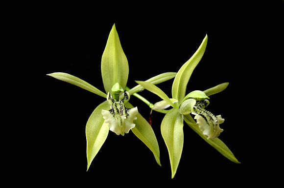orchid 018