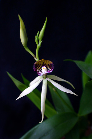 orchid 006