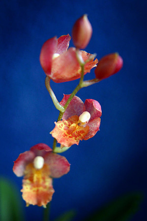 orchid 016