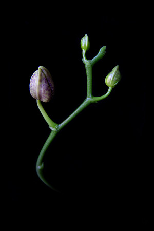 orchid 012