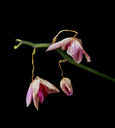 orchid 060