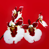 orchid 056