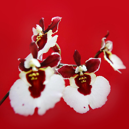 orchid 056