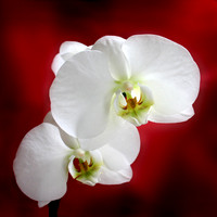 orchid 057