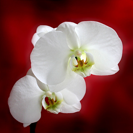 orchid 057