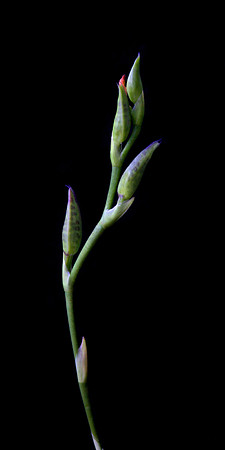 orchid 054