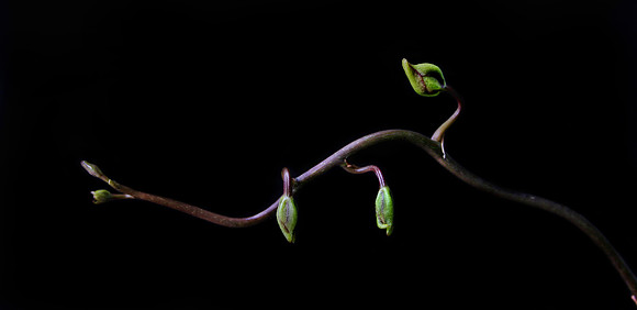 orchid 055