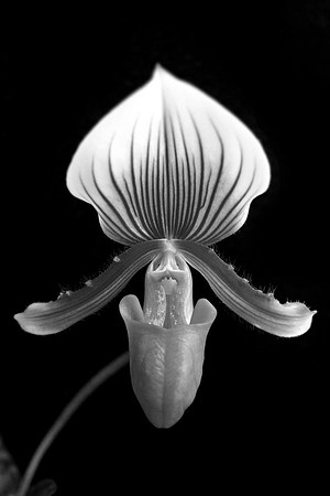 orchid 053
