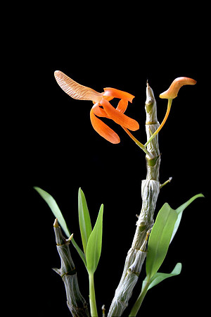 orchid 030