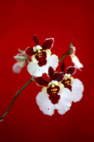 orchid 031