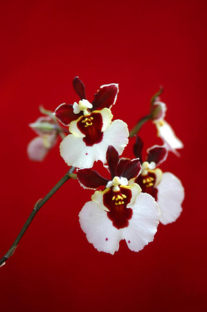 orchid 031