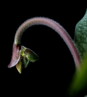 orchid 058