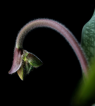 orchid 058