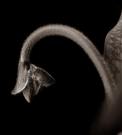 orchid 059